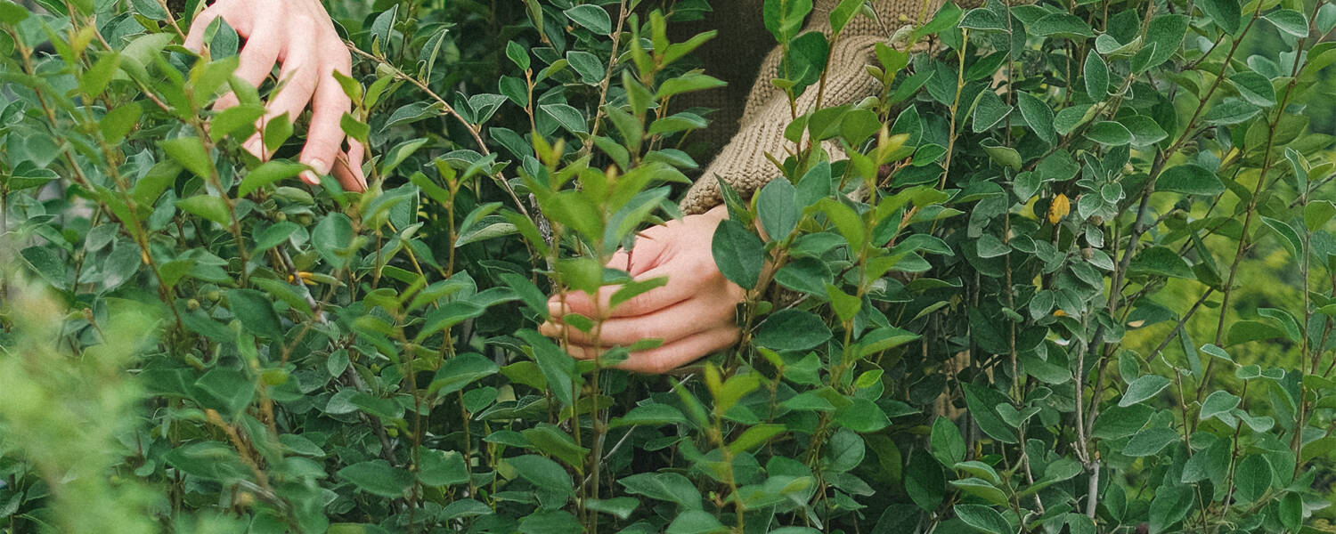 Person gardening