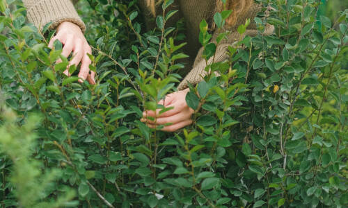 Person gardening