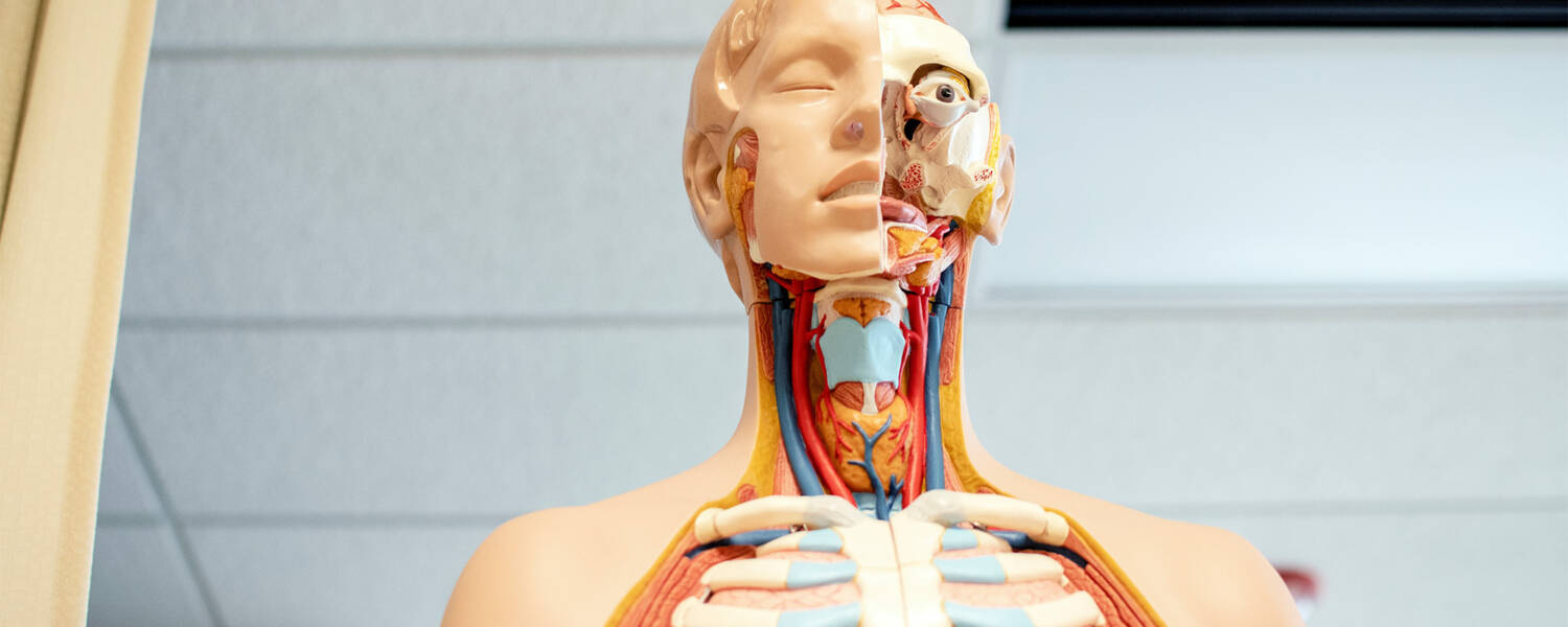 Skeleton model with some muscle layered on