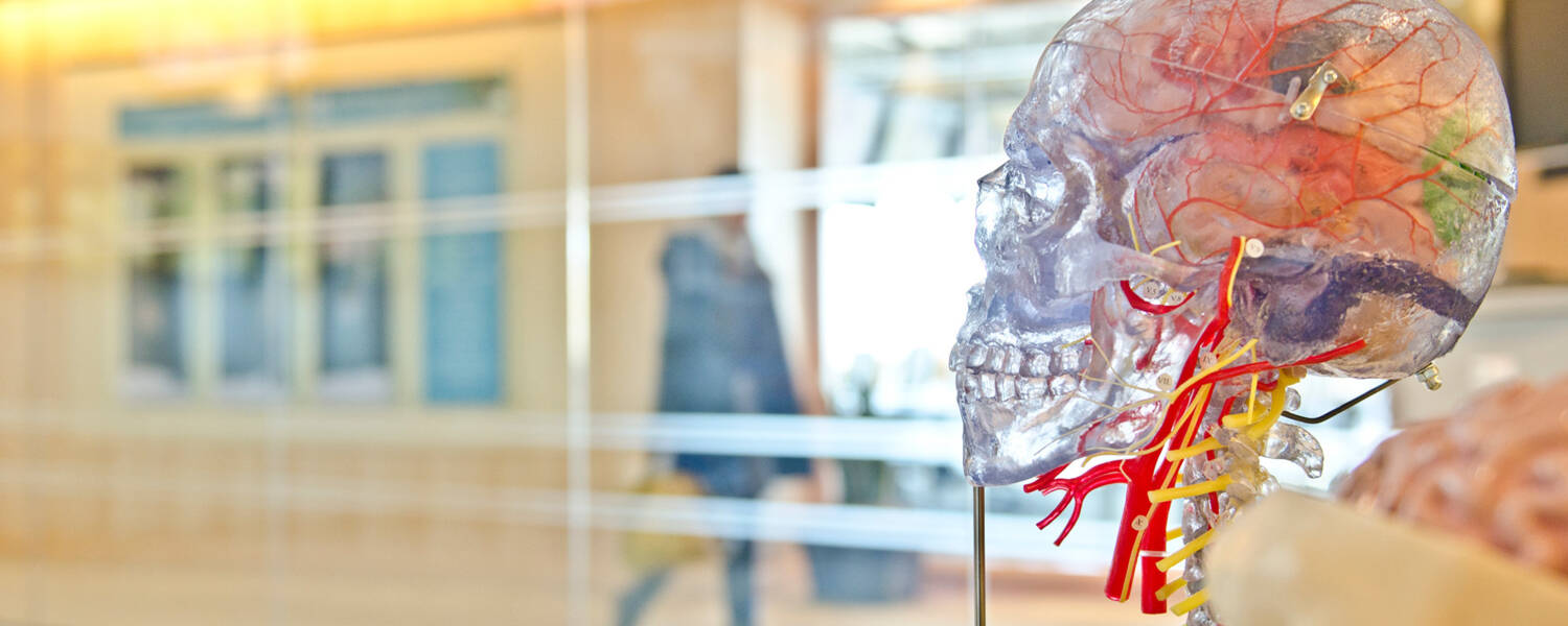 3-D Mock up of a human skull in color