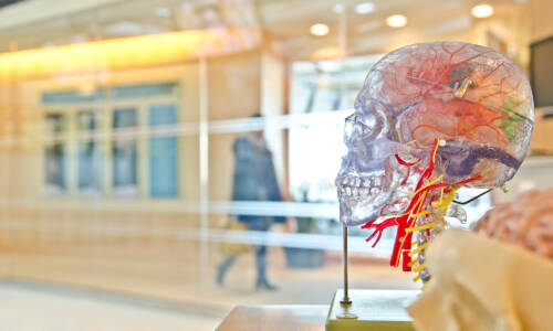 3-D Mock up of a human skull in color
