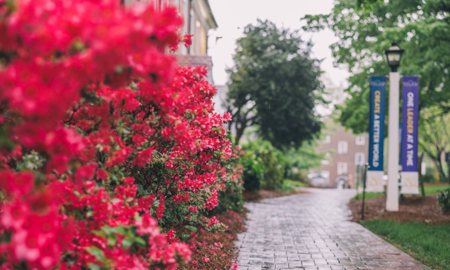 Flowers on Salem campus