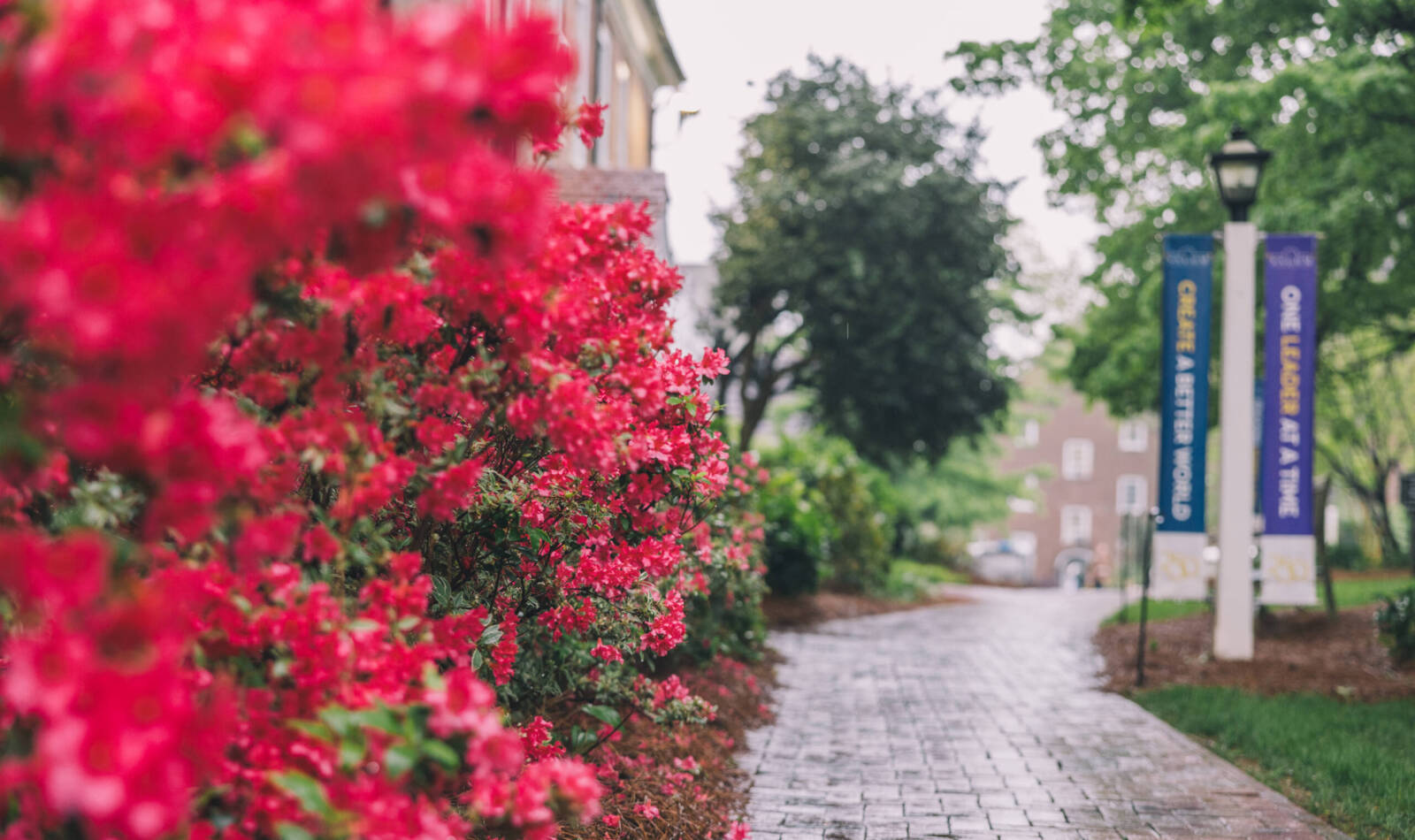 Flowers on Salem campus