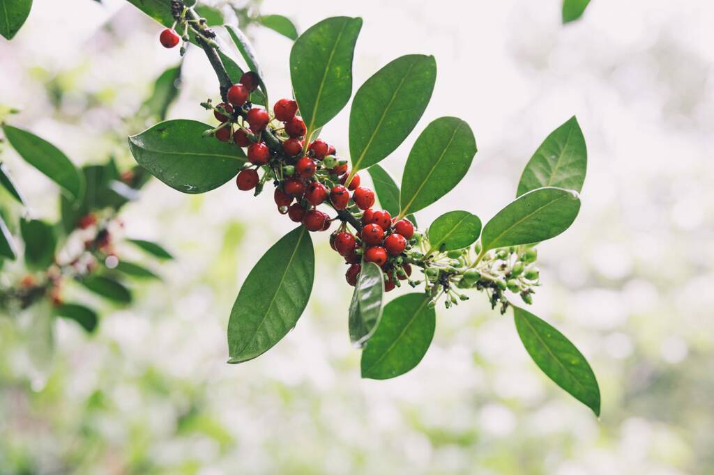 Choose Salem - Salem College