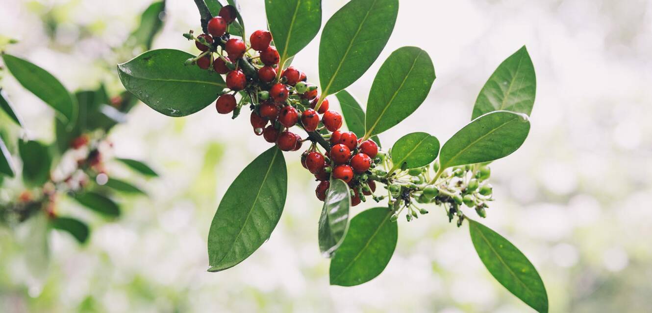 Spring foliage on Salem College campus