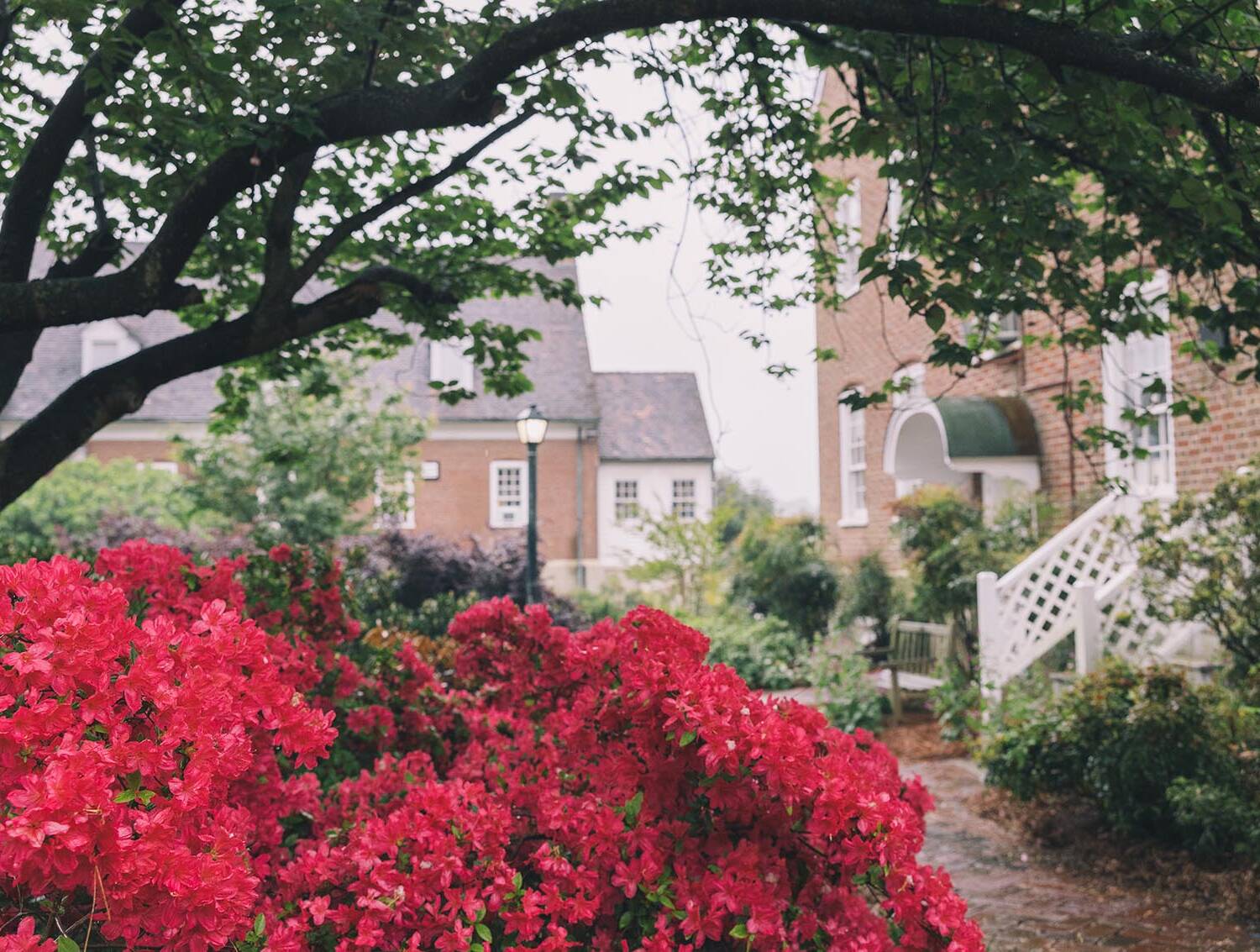 Flowers with Salem College buildings in the background