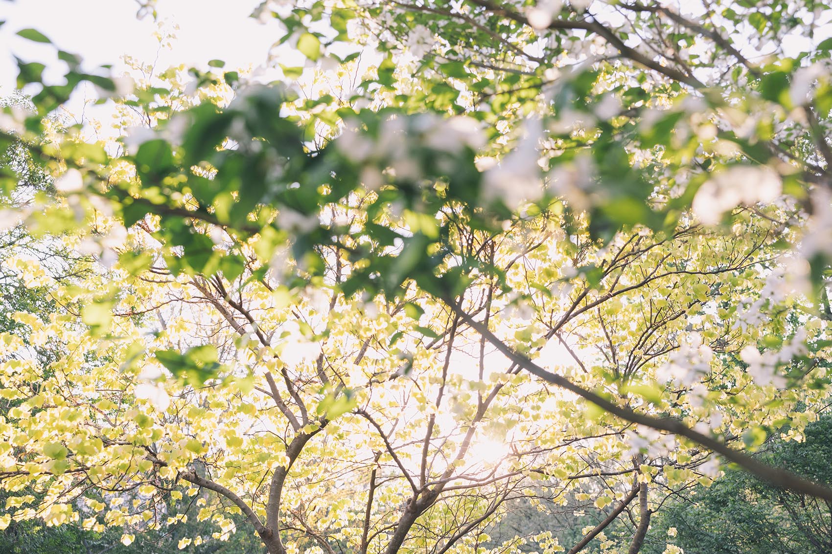 Spring foliage on campus of Salem College