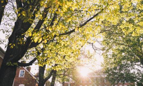 View of Salem College Campus through the trees